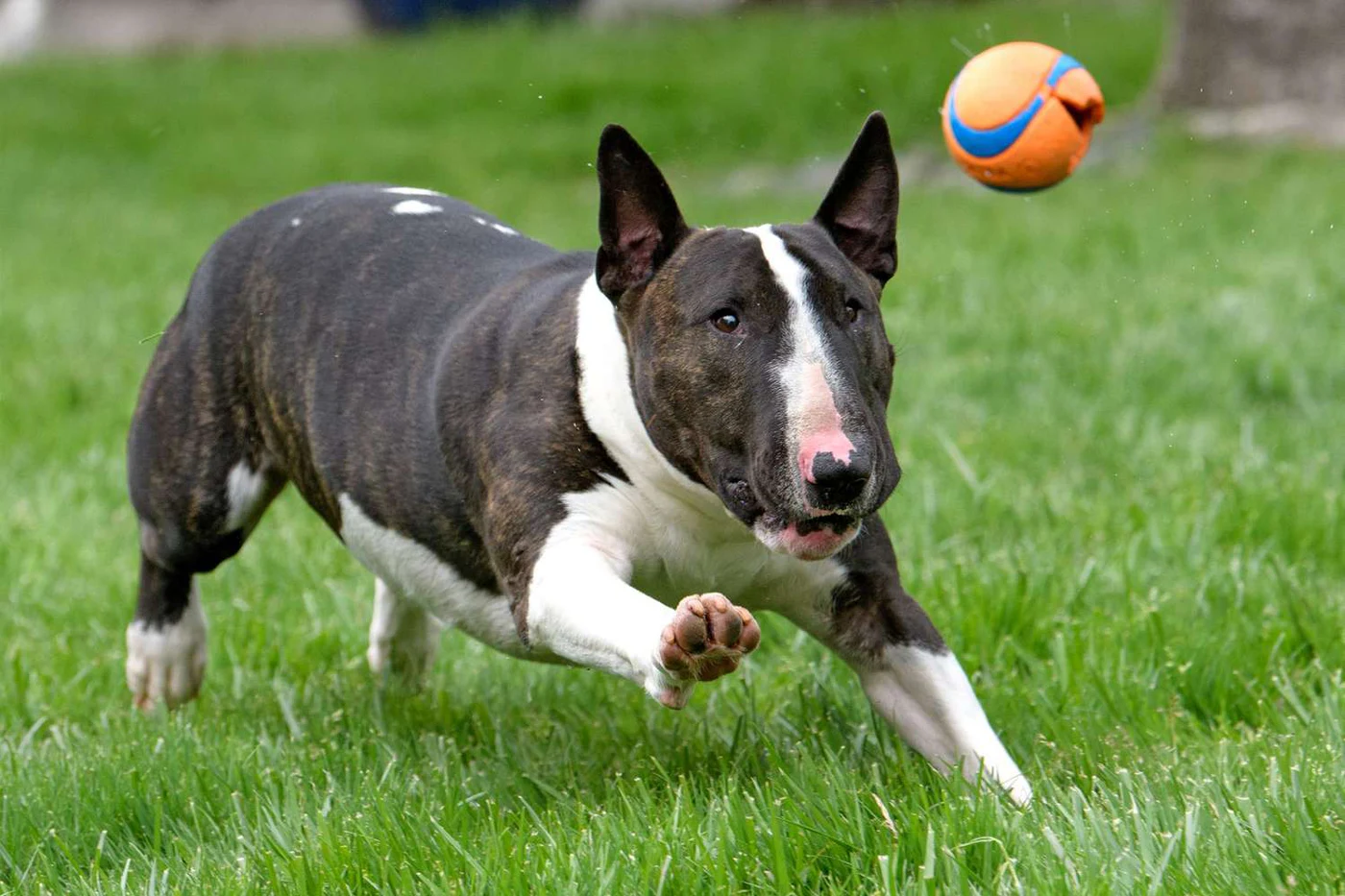 Bull terrier running after a ball